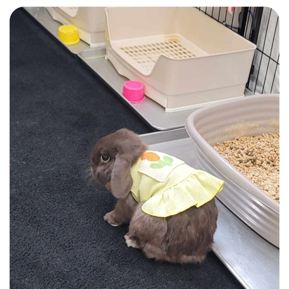 MARSHY's MANURE NATURAL GARDENING FERTILIZER - Picture 14 of 16